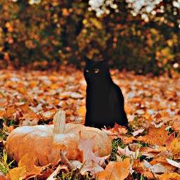 freetoedit mazy fall october halloween halloweencat pumpkin