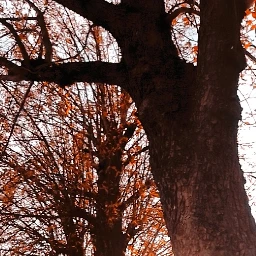 freetoedit autumn trees tree leave pcautumnflatlay