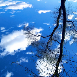 upsidedown summersky blue tree happymonday landofthefree freetoedit
