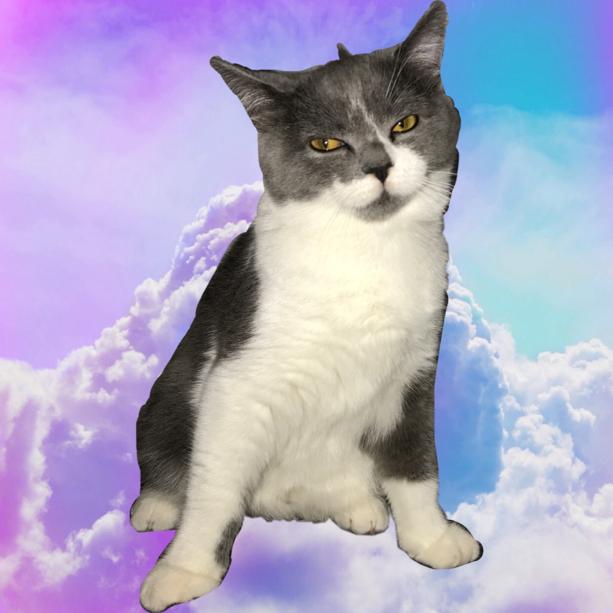 Picsart profile picture for @dimly
