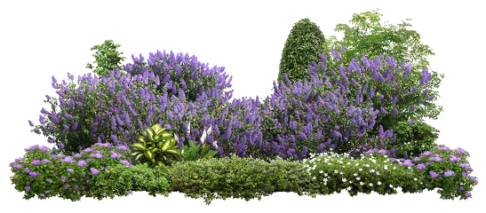 plant garden flowers lavendar lavender bushes yard gardenlife gardening cottagecore flowersinthegarden freetoedit
