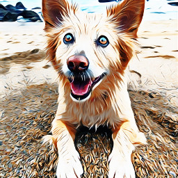 photography beach friend dog petsandanimals magic
