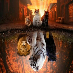 freetoedit cat metamorfosa evolution evolucion evolutions lion tiger msccreativeart mirror mirroreffect
