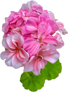 flower pink pinkflower freetoedit
