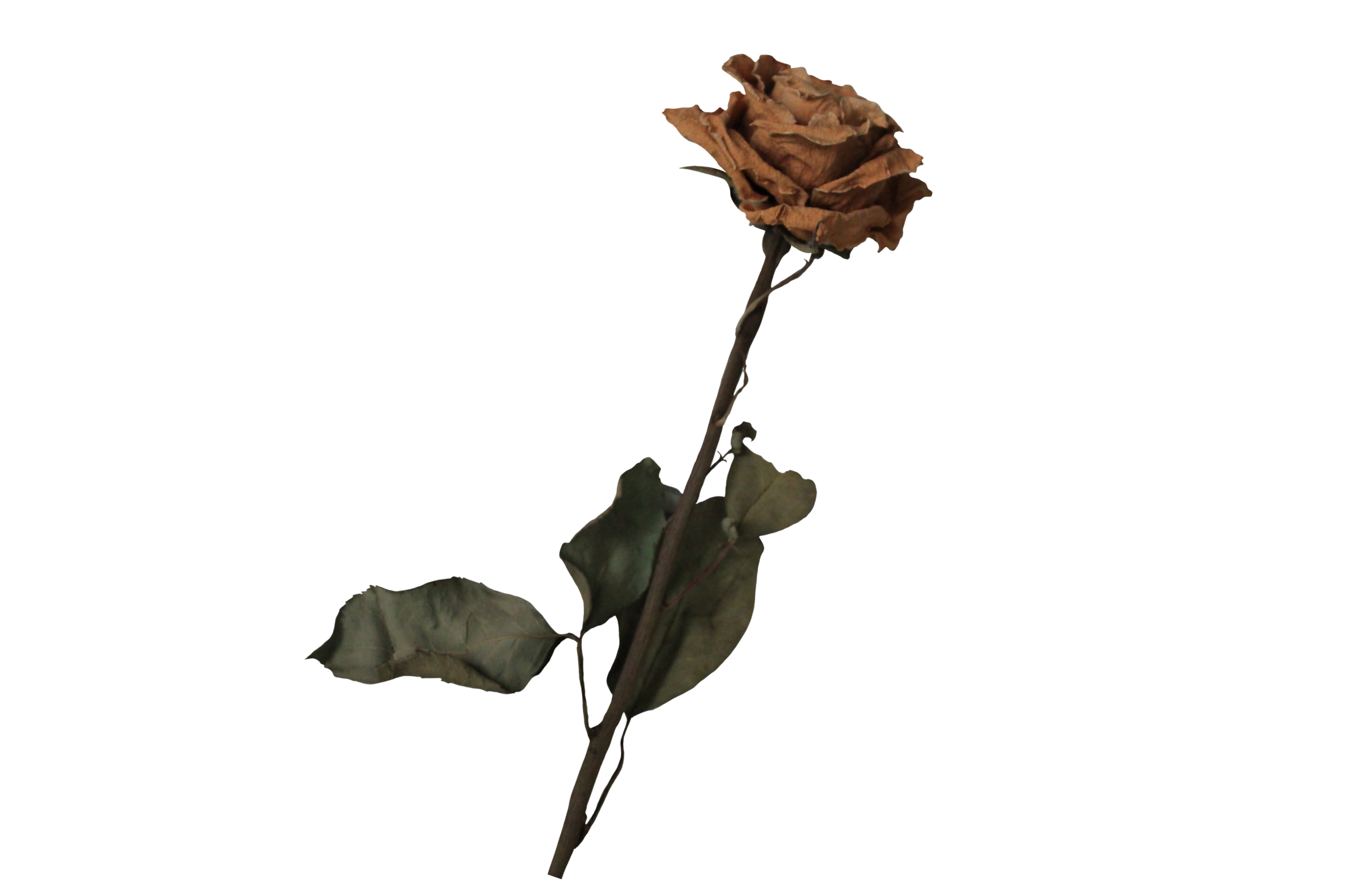 freetoedit-dead-flower-rose-sticker-by-mirpar02