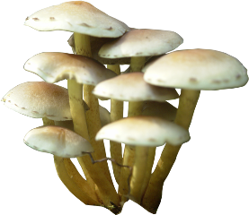 mushrooms goblincore freetoedit