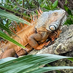 iguana lizard animals hiding trees freetoedit