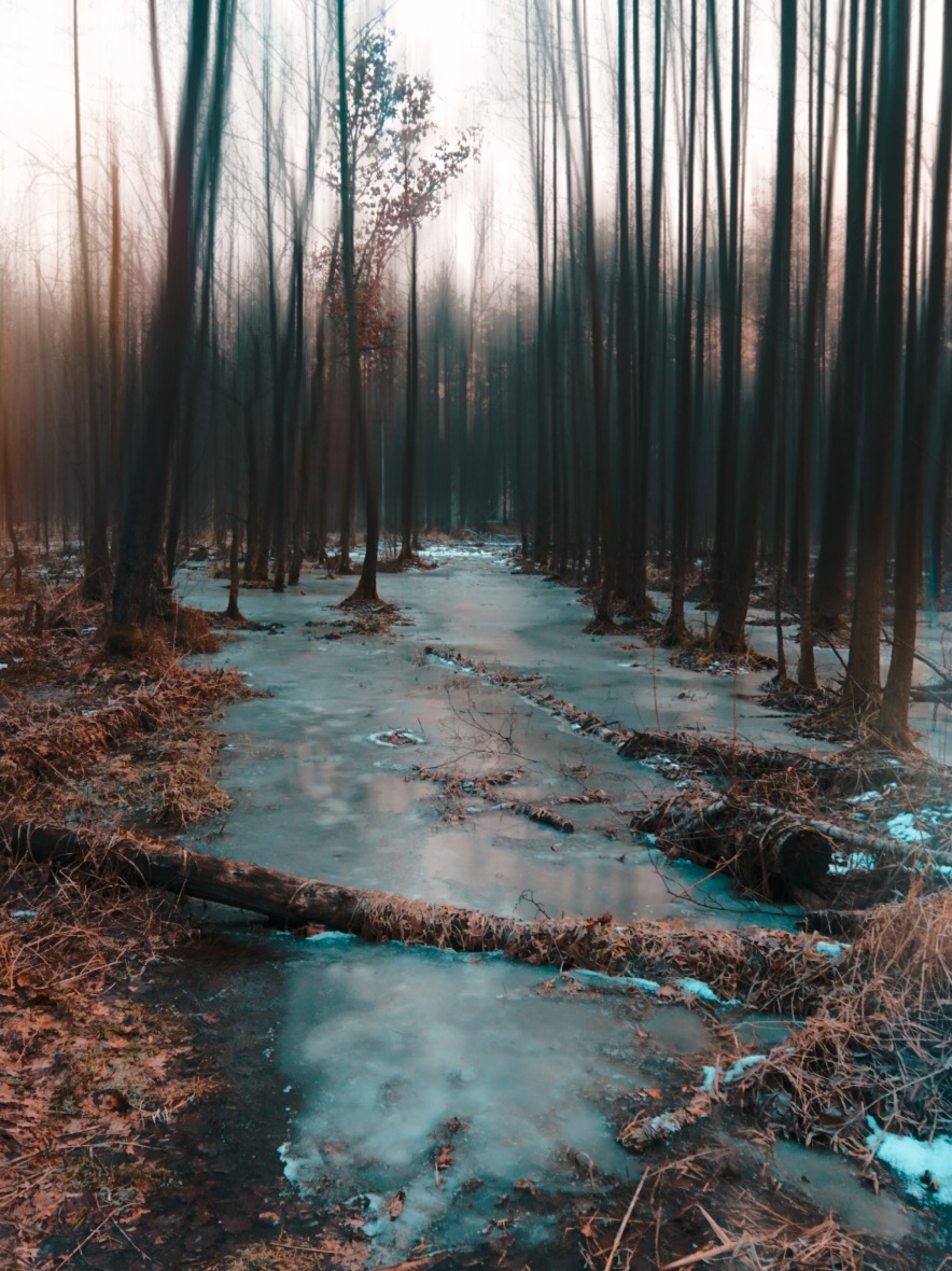 #winter #frozen #coldday #winterwonderland #trees #forest #swamp 