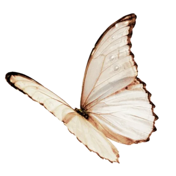 #butterfly #butterflywings #fairy #fairycore