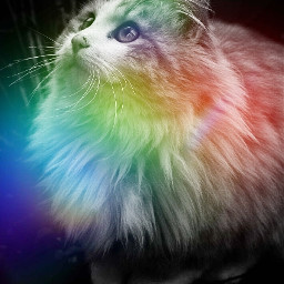 phonewallpaper kittycat rainbow collorsplash freetoedit eccolorsonblackandwhite colorsonblackandwhite