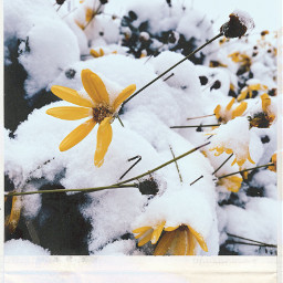 snow flowerphotography