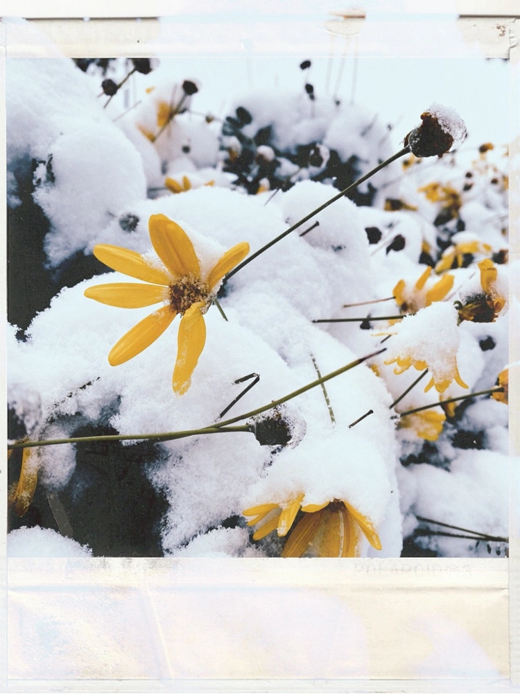 #snow #flowerphotography 