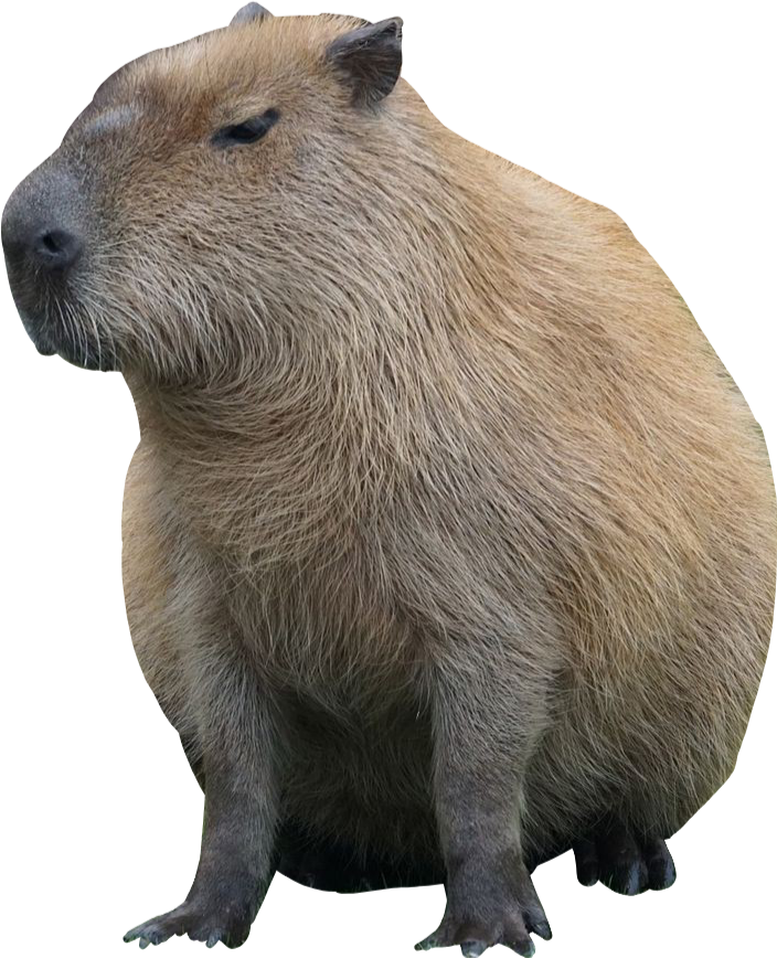 Картинка капибары мем