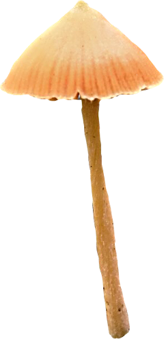 mushroom cottagecore mushroomaesthetic freetoedit