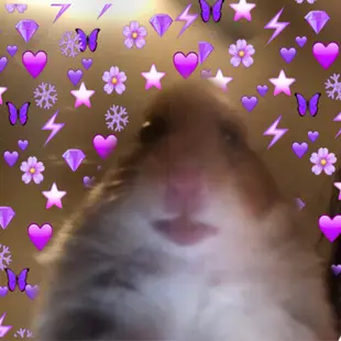 photo Hamster Cult Profile Picture Edited hamster similar hashtags picsart