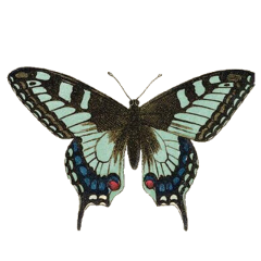 aesthetic butterfly butterflywings lightacademia cottagecoreaesthetic cottagecore freetoedit