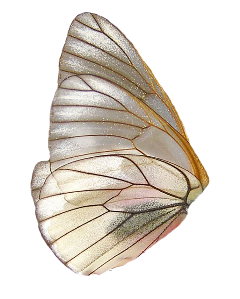 fairy fairywings butterfly butterflywings wing wings cottagecore cottagecoreaesthetic cottage iridescent pretty fairies freetoedit