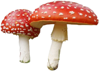mushroom aesthetic fairy core cottage cottagecore indie kid png sticker red moodboard filler freetoedit