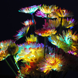 freetoedit flowers glowinthedark
