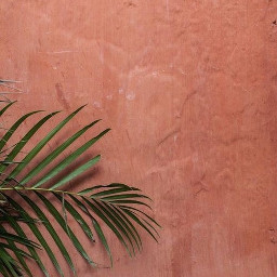 arkaplan duvarkağıdı wallpaper background pink pembe leaf yaprak duvar wall freetoedit