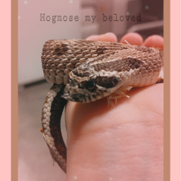 cute scales snake hognose pastel soft mybeloved simple freetoedit