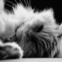 lovely cat pets blackandwhite photography kitty