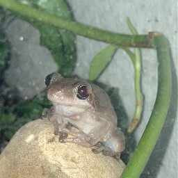 frog hopemyfroghelps