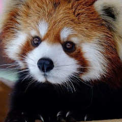 _red-panda_