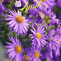 nature plant aster flowers floral garden trees calenderchallenge2022 easter april purple violet yellow bunny rabbit aestihetic beauty asteri asterflower daisy freetoedit srcaprilcalendar2022 aprilcalendar2022