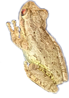 frog amphibian treefrog tinyfrog animals froggy frogpoggers green nocturnal earthisbeautiful lifefindsaway freetouse freetoshare freetoedit freetoremix