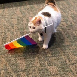 pride lgbtqia lgbt transgender trans bi lesbian asexual gay genderfluid omnisexual pansexual straight polysexual rainbow cat