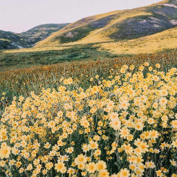 yellow yellowaesthetic yellowphotography yellowflowers flowers daisy field hill hills pasture sky clouds cloud sun sunlight day blue green freetoedit