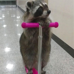 freetoedit raccoon cute adorable funny scooter pink animal pinkscooter ninahayess