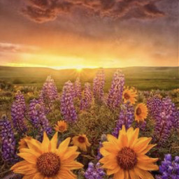 sunset flowers lavender graph
