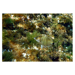 freetoedit photography photographer fotos natura mare pesci
