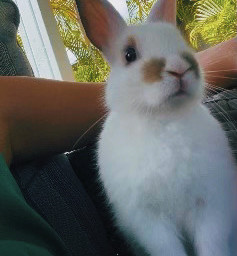 dipper bunny babybunny rabbit