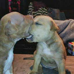 puppie cute love freetoedit