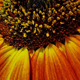 sunflowerphotography myphoto myphotography thrumyeyes libra october liveyourlife pamela's pam freetoedit pamela