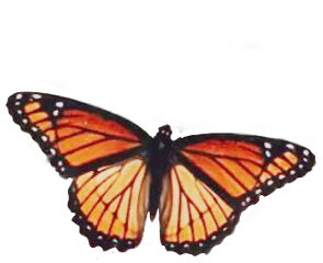 freetoedit butterfly monarchbutterfly orange yellow black peachy aesthetic bug