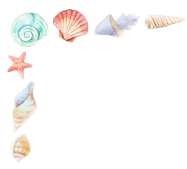 seashells ocean beach freetoedit