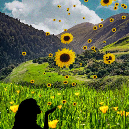 freetoedit picsart srcsunflowersplash sunflowersplash