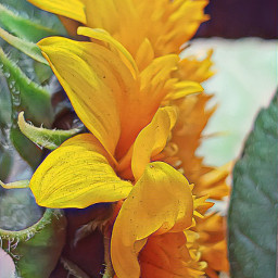 sunflower sunflowerphotography sunflowerinmyhand myphoto myphotography freetoedit