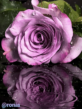 #pinkrose #beautiful #nature #gif
