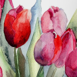 tulips flowers watercolor spring summer wallpaper iphone android ipad red pink