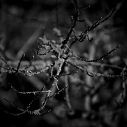 blackandwhite branch tree nature focus myphotography freetoedit