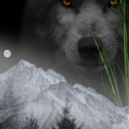 freetoedit wolf