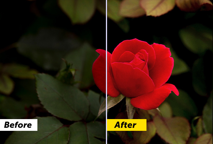 before after photo edit of a rose