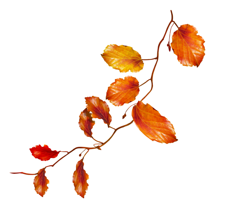 Freetoedit Leaf Leaves Autumn Sticker By Ninatihay