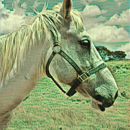 caballo sierra mexicooo mexíco filtro1 johann cieloazul nubesblancas