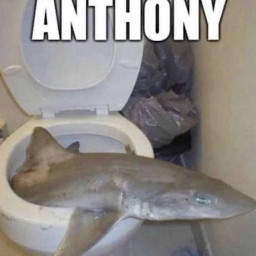 freetoedit doodoopizza anthony meme memes shark